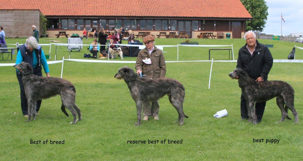 BOB & RBOB Hound Club of East Anglia